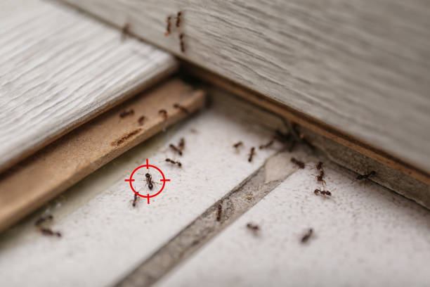 Best Pest Removal Services  in West Swanzey, NH