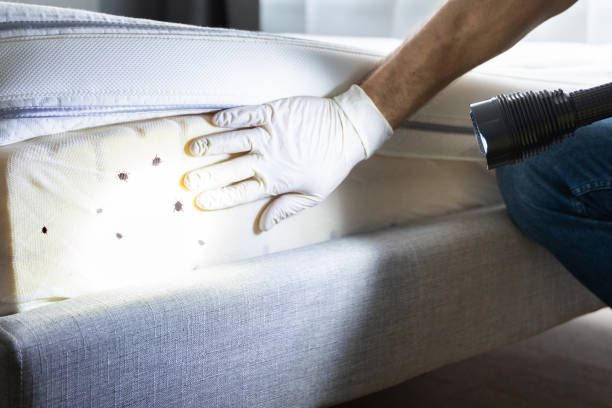 Best Bed Bug Extermination  in West Swanzey, NH
